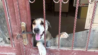 Hatay’ın Antakya ilçesinde bir okulda mahsur kalan köpek, itfaiye ekipleri