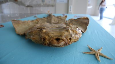 İskenderun Teknik Üniversitesi’nde (İSTE) Samandağ ilçesi kıyılarındaki köpek balıkları ve