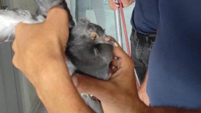 Hatay’ın İskenderun ilçesinde, havalandırma borusunda mahsur kalan güvercin, itfaiye ekiplerince