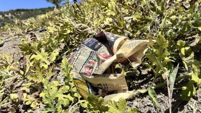 Hatay’ın Kurtbağı Mahallesi’nde çiftçiler, karpuzlarını sıcağa karşı korumanın yaratıcı bir