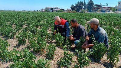Hatay bölgesinde tarım faaliyetleri hız kesmeden devam ederken, Hatay Tarım