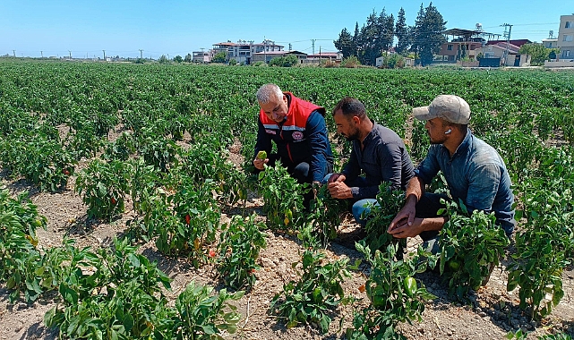 Tarım İl Müdürü sahaya indi