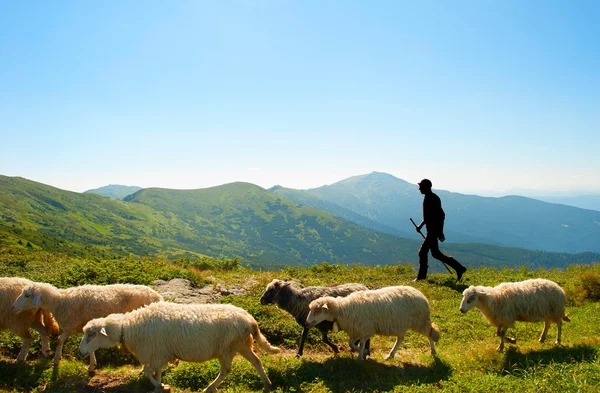 150 bin çobana ihtiyaç var