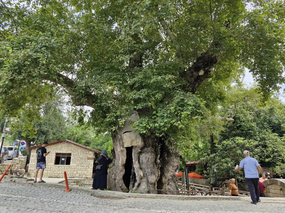 3 Bin Yıllık Musa Ağacı