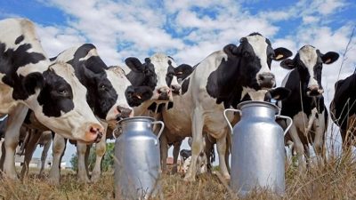 Türkiye’de ticari işletmelerin mayıs ayında topladığı inek sütü miktarı, tüm