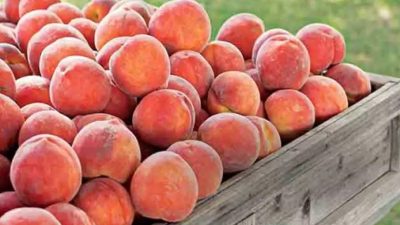 TOBB Başkanı Mustafa Rifat Hisarcıklıoğlu, Bursa şeftalisinin Avrupa Birliği’nden coğrafi