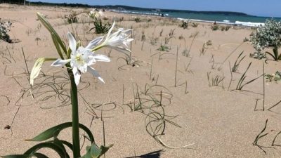 Kum zambağını koparmanın cezası 387 bin 141 lira oldu. İki