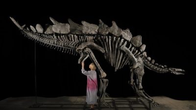 Colorado’da 2022 yılında keşfedilen ve ‘Apex’ adı verilen stegosaurus fosilinin,