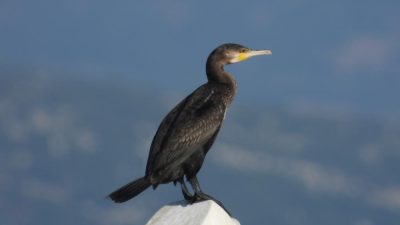 Hatay’da göçmen kuşların yol güzergahında bulunan ve 305 kuş türüne