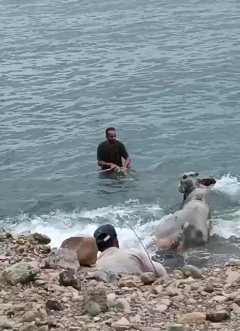 Hatay'da tırın dorsesinden kaçan