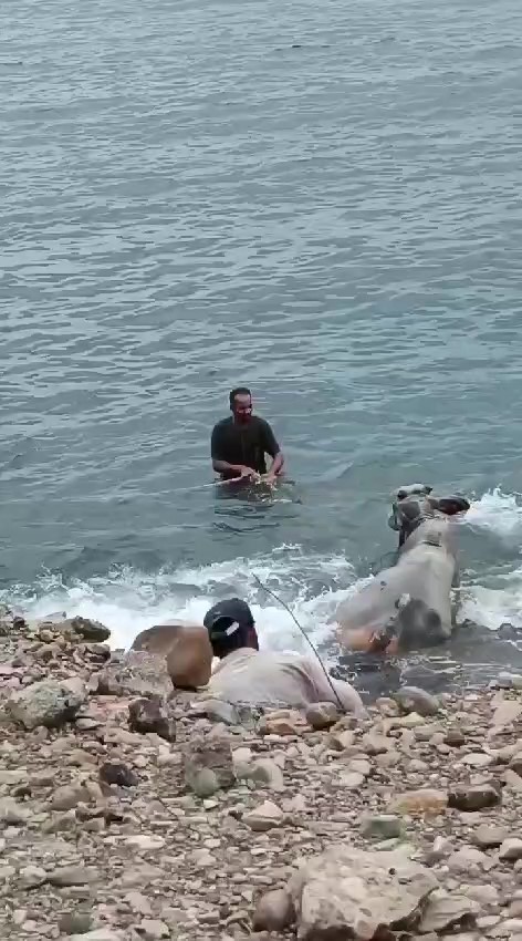 Kaçan Angus Denizde Yakalandı