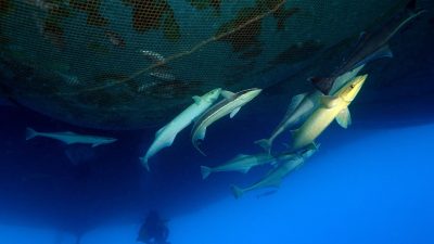 Su altı belgesel yapımcısı ve görüntü yönetmeni Tahsin Ceylan, İskenderun