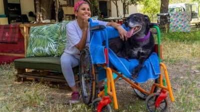 Türkiye bir süredir sokak hayvanları konusunda ötenazi olarak da tanımlanan