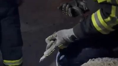 Hatay’ın Erzin ilçesinde ilginç bir olay yaşandı. Cumhuriyet Mahallesi’nde bir