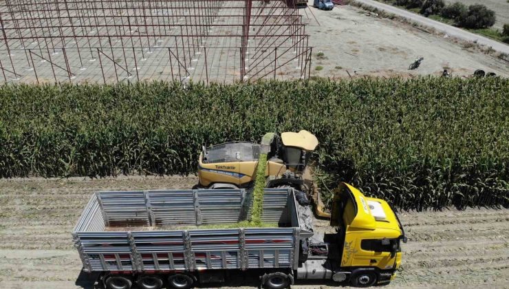 Kavurucu sıcakta mısır hasadı başladı