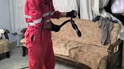 Antakya İlçesi Bağrıyanık Mahallesinde bir eve giren yılan, koltuk takımının