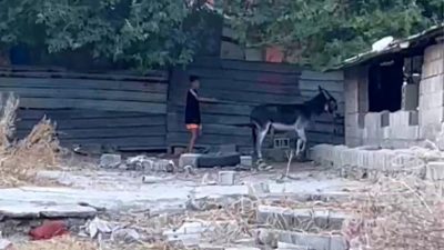 Hatay’ın Kırıkhan ilçesinde vatandaşlar tarafından şiddet gören bir eşek, hayvanseverler