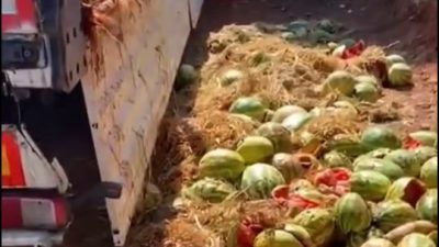 Hatay’ın Belen ilçesinde, çürük karpuzları kara yoluna döken bir kişiye