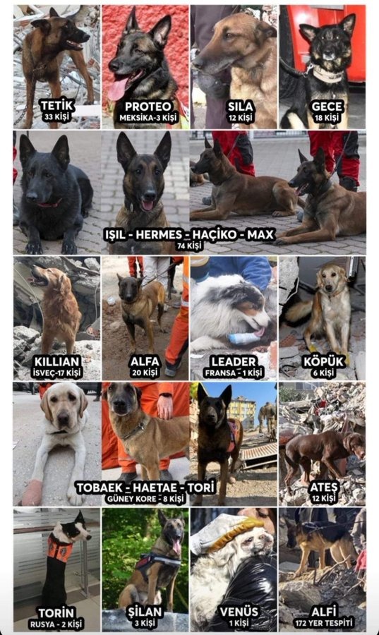 Hatay’da ki köpekler için yeni destek