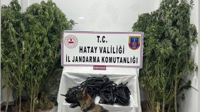 Hatay’ın Belen ilçesinde, ormanlık alanda Hint keneviri yetiştirdiği tespit edilen