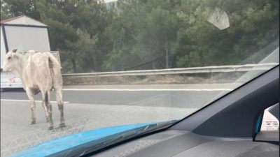 Hatay’da tırın dorsesinden kaçan angus, ekipleri peşine taktı. Ekiplerin kementli