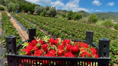 Hatay’ın Yayladağı ilçesinde çilek hasadı tüm hızıyla devam ediyor. İlçede,