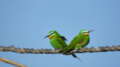 Hatay’ın Samandağ ilçesinde bulunan ve koruma altına alınan Milleyha Sulak