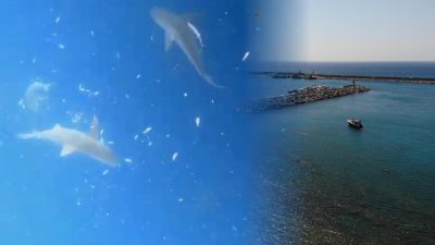 Hatay’da Akdeniz derinliklerine dalan dalgıç Akın Rıdvanoğlu’nın köpek balığı sürüsüyle