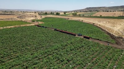 Amik Ovası’nda dün tarım işçilerinin protesto amacıyla işe çıkmadığı bildirildi.