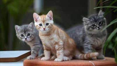 Tarım ve Orman Bakanlığı tarafından yürütülen ev hayvanlarının kimliklendirilmesi çalışması