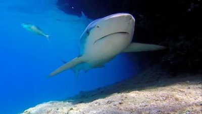 Hatay’ın kıyı şeridi denizlerinin yeni dostları Kum köpekbalıkları oldu. Hafta
