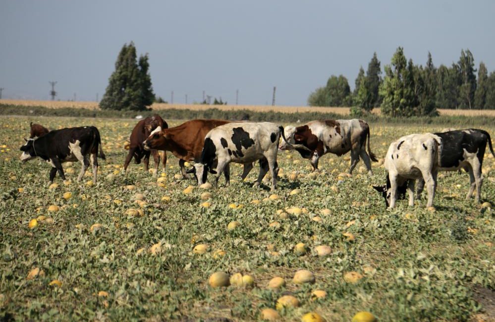 Hatay’ın Antakya ilçesinde 300