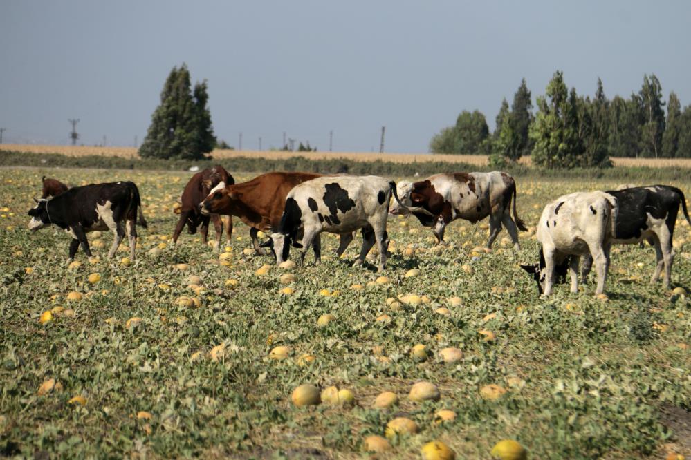 Tarlada kalan kavunlar hayvanlara yem oldu