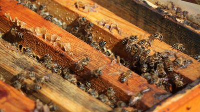 Hatay’da bal üreticilerinin yüzü bu yıl gülüyor. Geçen yıl yaşanan