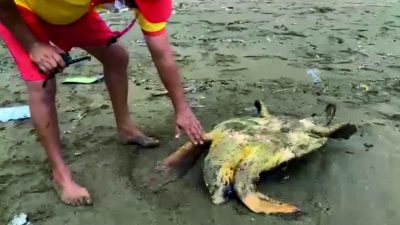 Samandağ Çevlik sahilinde kıyıya vuran yaralı bir Caretta caretta kaplumbağası,