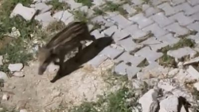 Hollanda’da yaşayan gurbetçi Nesrin Kabaali, tatil için geldiği Hatay’da evinin