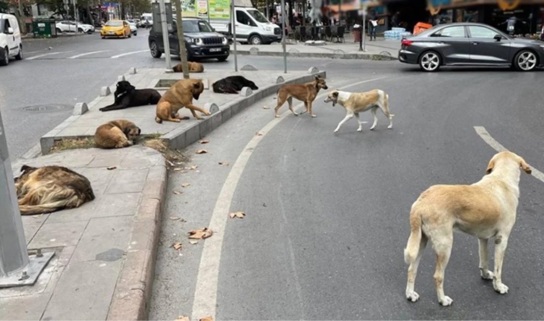 Hayvanları Koruma Kanunu’nda Değişiklik