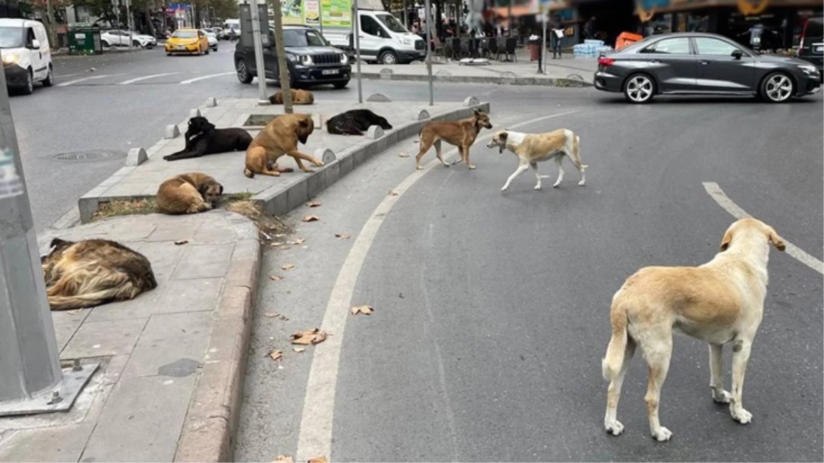 Yeni hayvan koruma kanunu yayımlandı