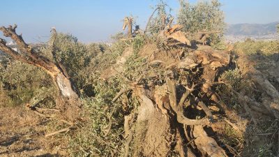 "Zeytinlikler bir belge sunulmadan, kamulaştırma yapılmadan sökülüyor"