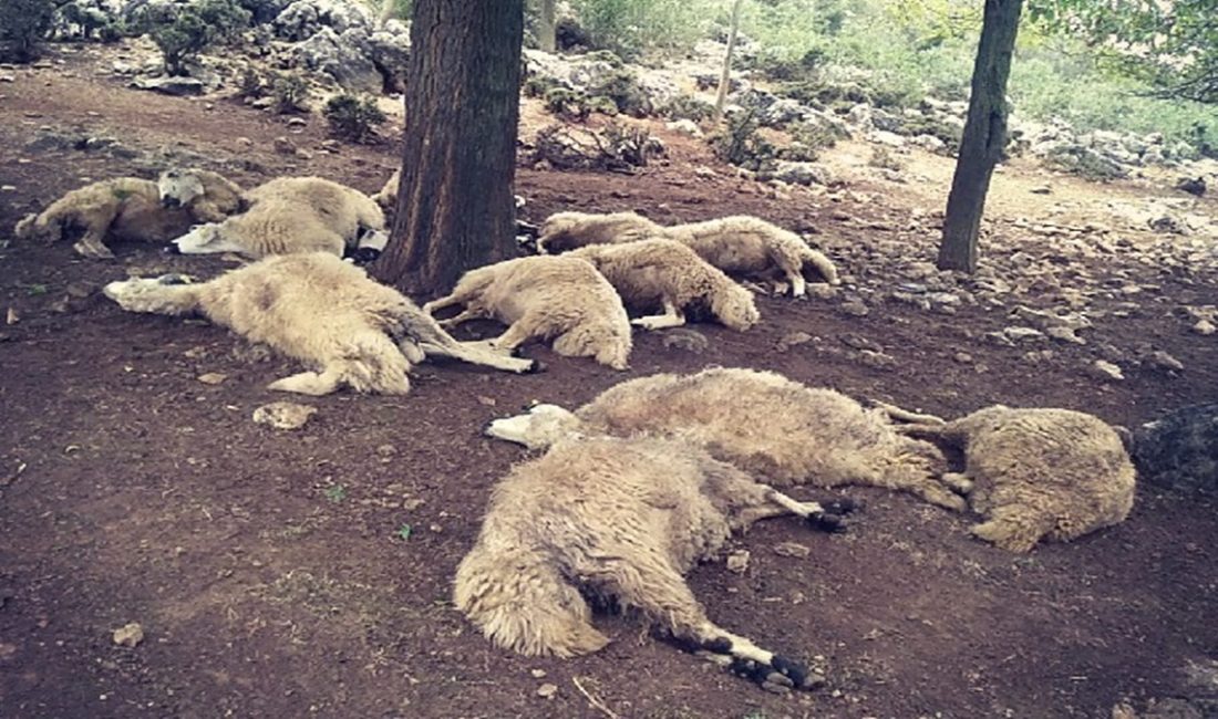 Hatay’ın Dörtyol ilçesine bağlı