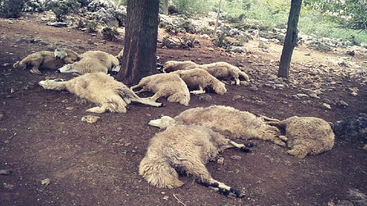 Yola dökülen yem koyunları zehirledi