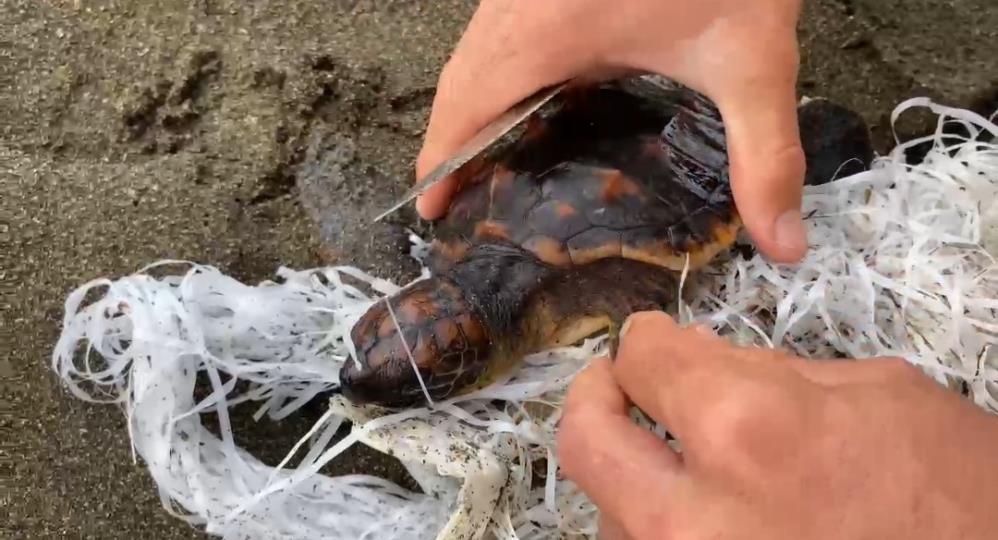 Samandağ’da Caretta kaplumbağalarının korunması