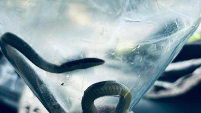 Hatay’ın Erzin ilçesi Gökdere Mahallesi’nde bir evde yılan paniği yaşandı.