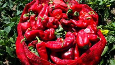 Hatay’da yoğun olarak salça üretiminde kullanılan kapya biber, tarlalarda hasat