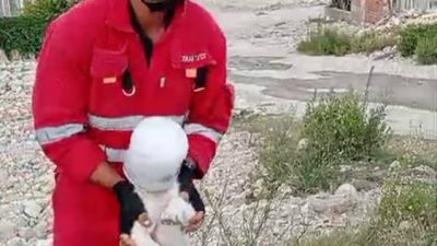 Hatay’ın Defne ilçesi Sümerler Mahallesi’nde, kafası bidona sıkışan bir yavru