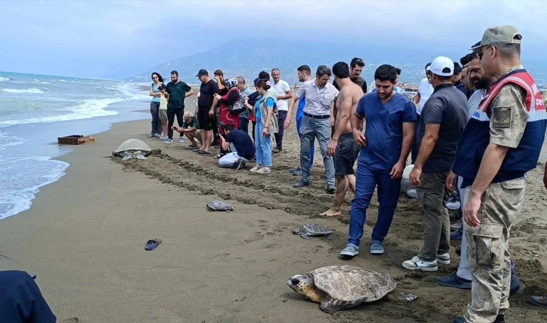 Hatay’ın Samandağ ilçesinde, tedavi