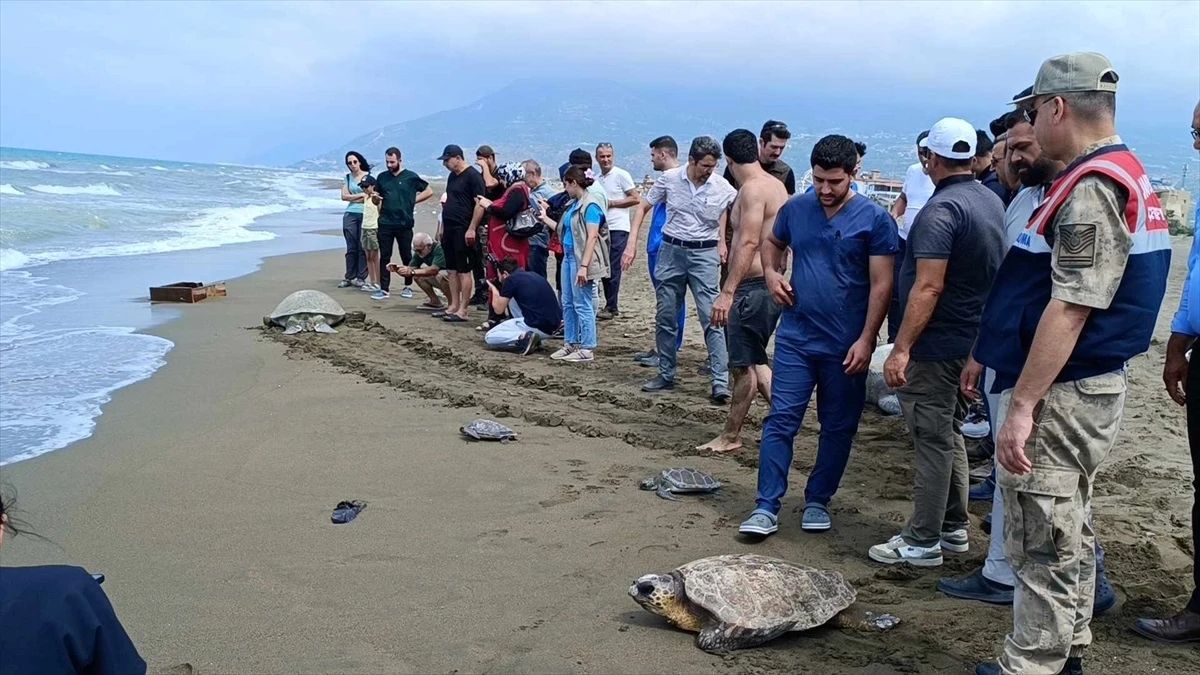 Tedavi gören kaplumbağalar denize salındı