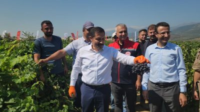 Hatay’ın Hassa ilçesinde, yaklaşık 49 bin dekar alanda yetiştirilen üzümlerde