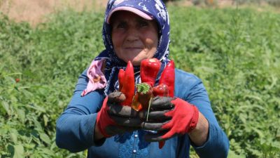Hatay’da kavurucu sıcakta 600 TL yevmiyeye acı biber hasadı yapan