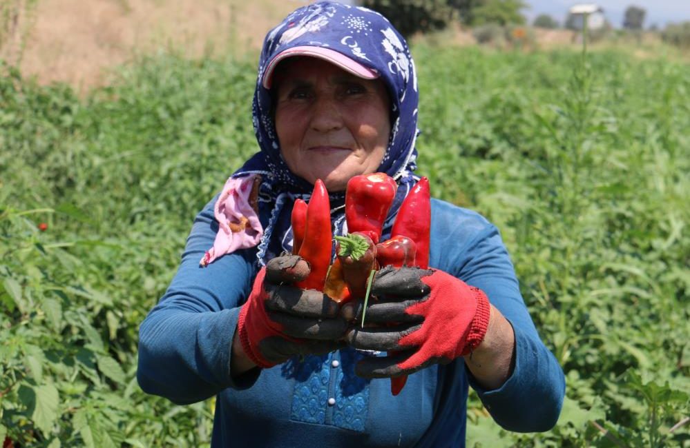 Hatay’da kavurucu sıcakta 600